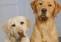 三个方面教你区分拉布拉多犬和金毛犬？