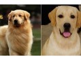 拉布拉多犬和金毛的区别，拉布拉多犬和金毛猎犬的区别