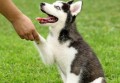 怎么训练狗狗和人握手?狗狗如何训练握手