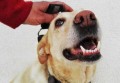 拉布拉多训狗教程-拉布拉多日常5个训练方法