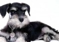 十大新手最好养的小型犬十大适合家养的小型犬排行榜