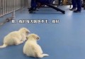 成都两只狗狗围观消防员训练被逮住，被迫训练表情让人笑喷