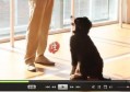 宠物狗训练视频教程【共16集】